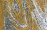 Polished, Mesoproterozoic Stromatolite (Conophyton) - Australia #65494-1